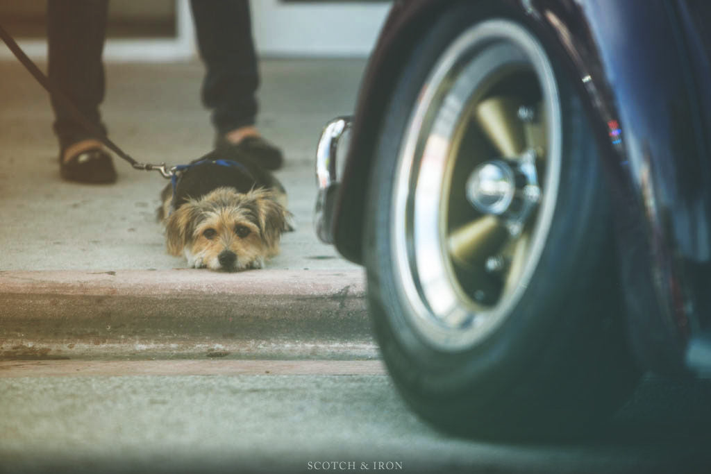 dog behind vehicle